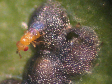 Trichogrammatoidea cryptophlebiae emerging from Macadamia nutborer eggs